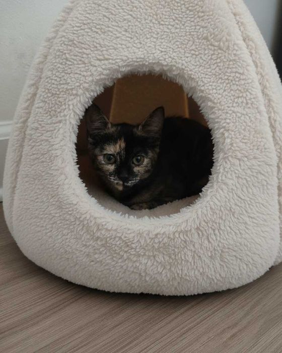 Setúbal / Margem Sul / Lisboa — LALA, gatinha para adoção