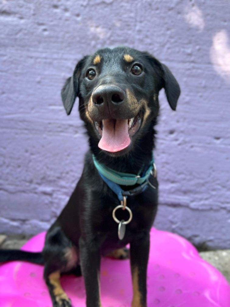 Szczeniak Nano do adopcji