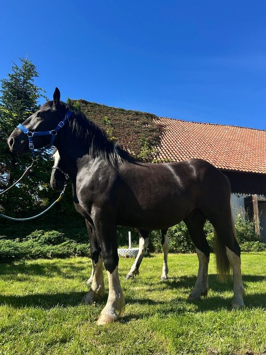 Para karosrokata klacz wałach