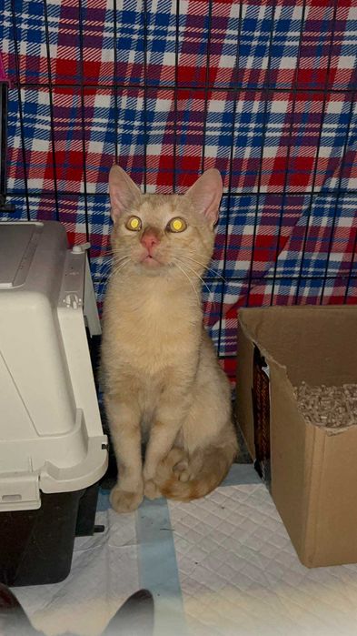 Rudy kocurek do adopcji