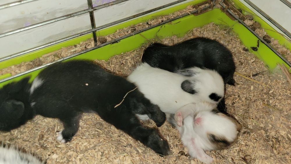 Króliczki karzełki, rex, miniaturki urodzone 17.11