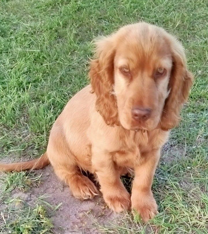 Cocker spaniel piesek