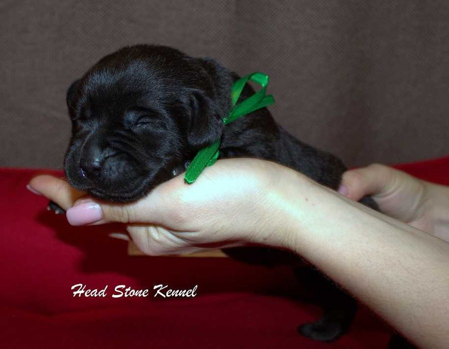 Лабрадор ретривер