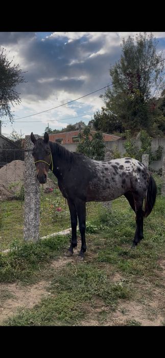 Égua appaloosa 4 anos