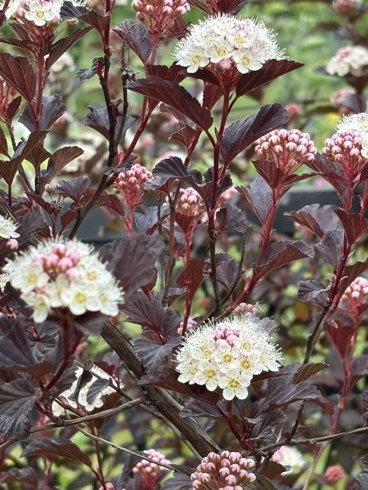 Пузыриплодник - черенки.