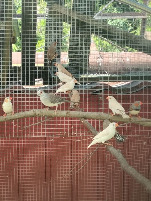 Para zeberek zeberki