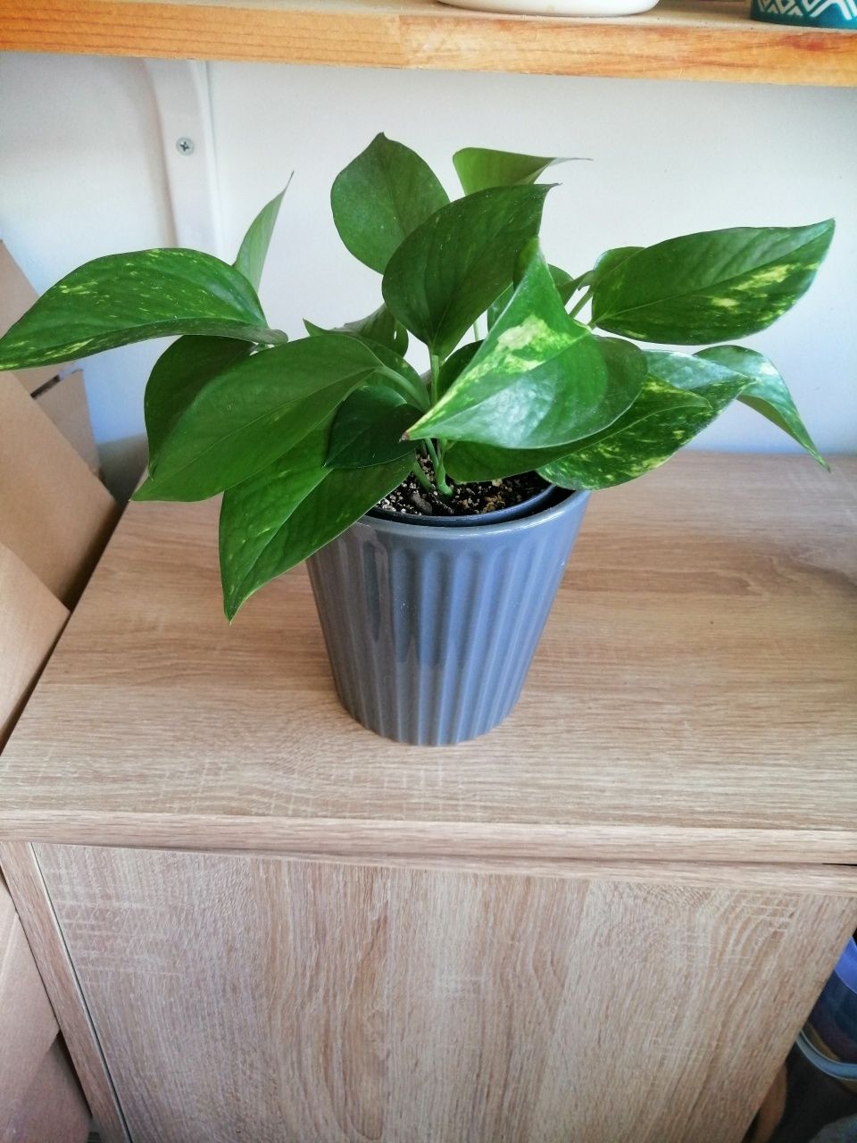 Epipremnum, filodendron, begonia i inne.