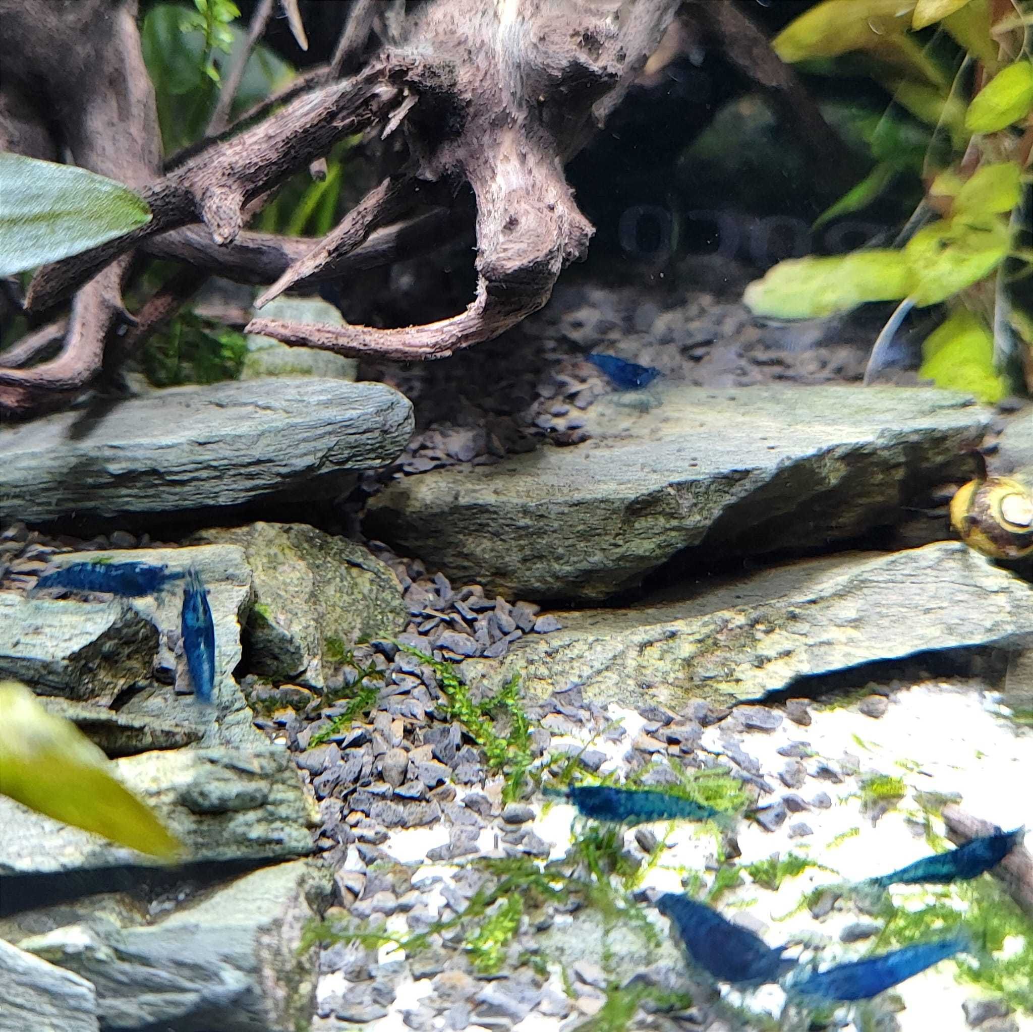 Neocaridina Blue Dream - Camarão de água doce temperada
