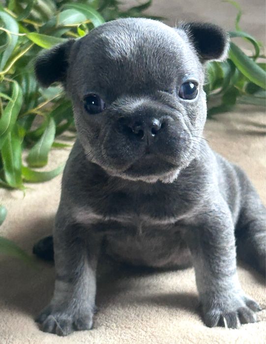 Французькі бульдожки