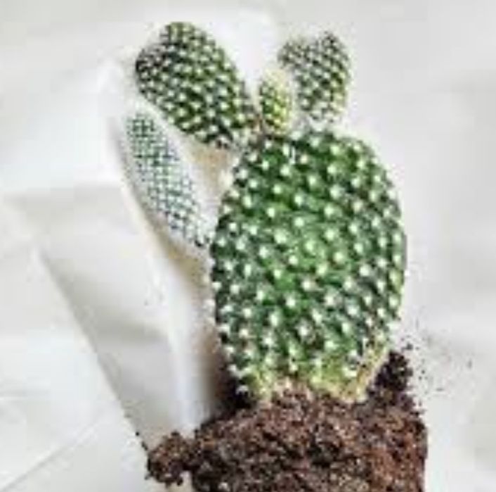 Кактус Опунция мелковолосистая