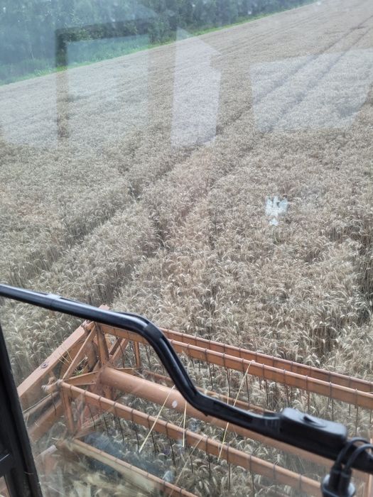 Pszenica ozima Wąsatka Sacramento