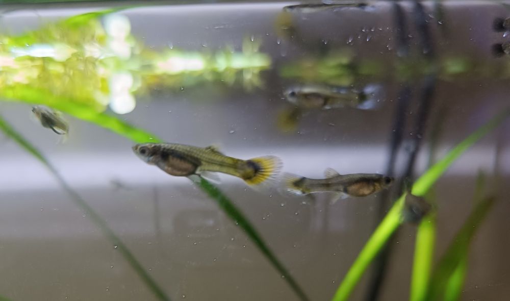 Sprzedam gupiki akwariowe Endlera