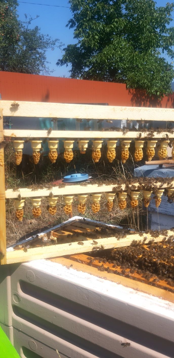 Продаж бджоломатки.