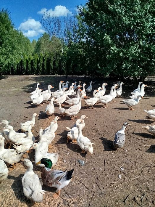 Gęsi i kaczki tegoroczne
