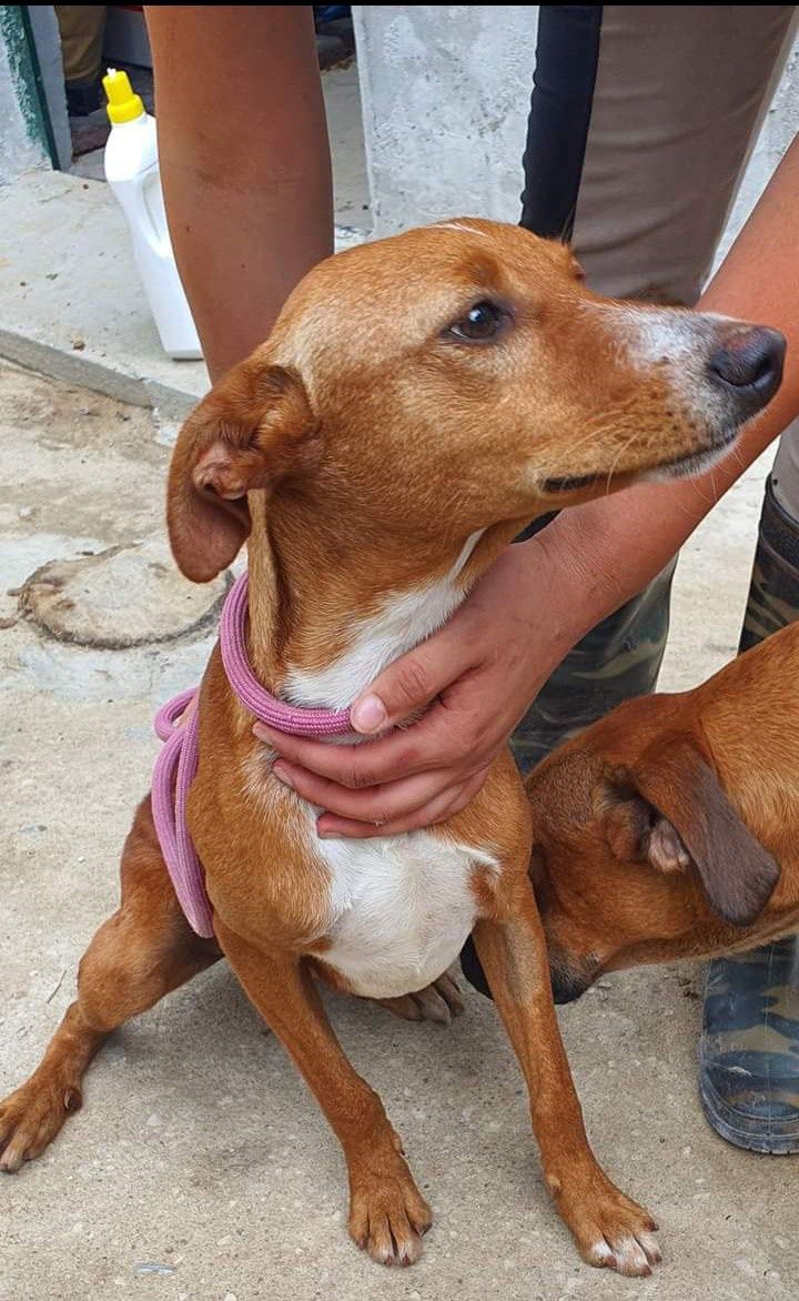 Tico- cachorro jovem para adoção