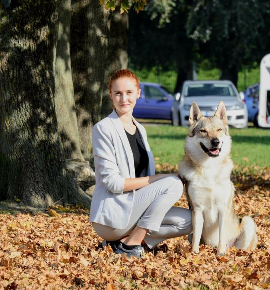 Чехословацкий волчак, влчак, волчья собака , вовчак , документы КСУ