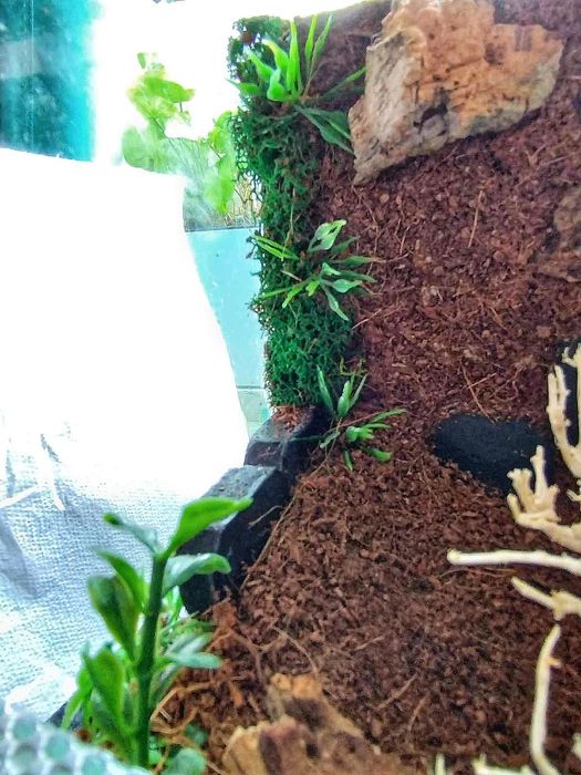 Terrarium 15 cm 14 cm 15 cm dla np pająka