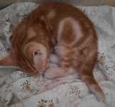 Gato British shorthair, cor laranja.