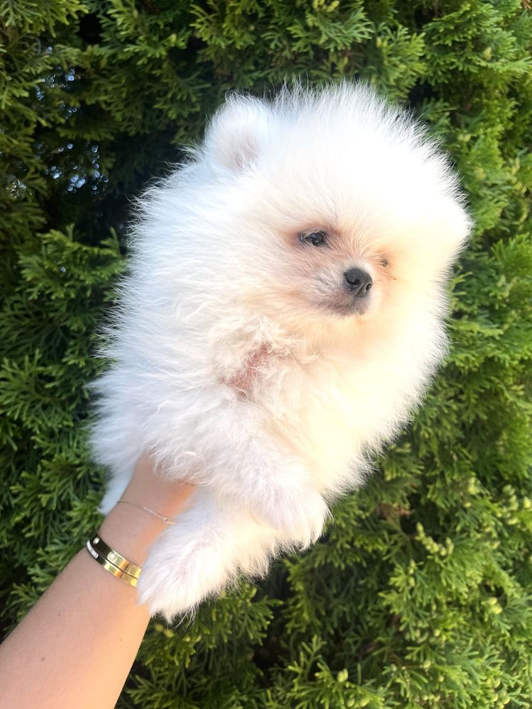 Biały piesek szpic pomeranian miniaturka