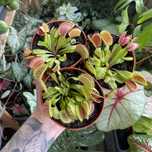 Венерина мухоловка / Dionaea muscipula