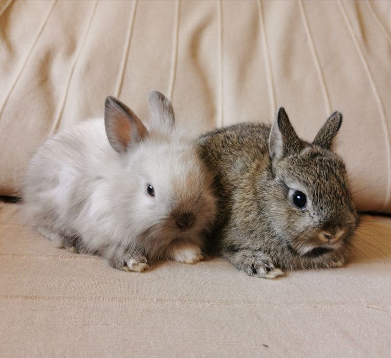 KIT Coelhos anões angorá e holandês mini muito fofos
