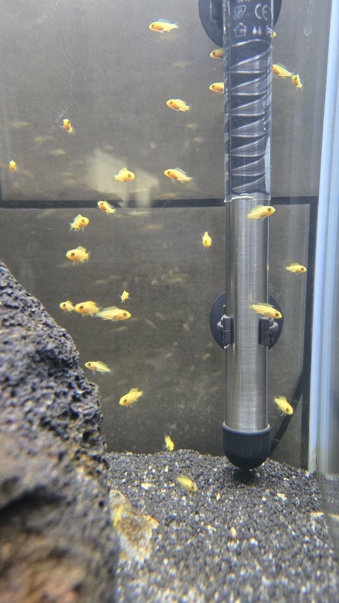 Pyszczaki yellow