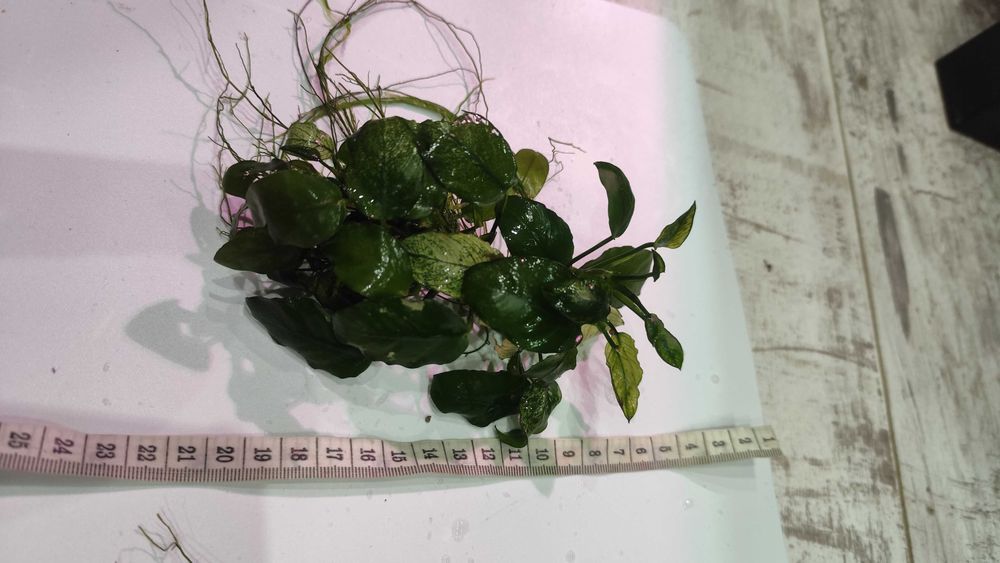 Anubias White  nana Pinto