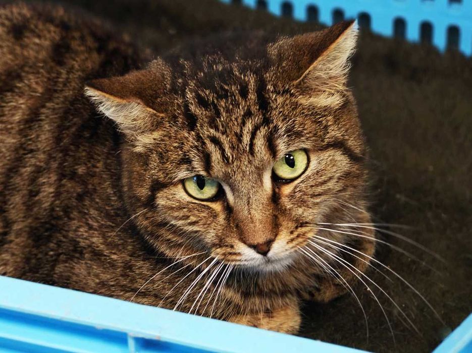 М"якенький смугастик, скромний котик Поль, кіт 1 рік