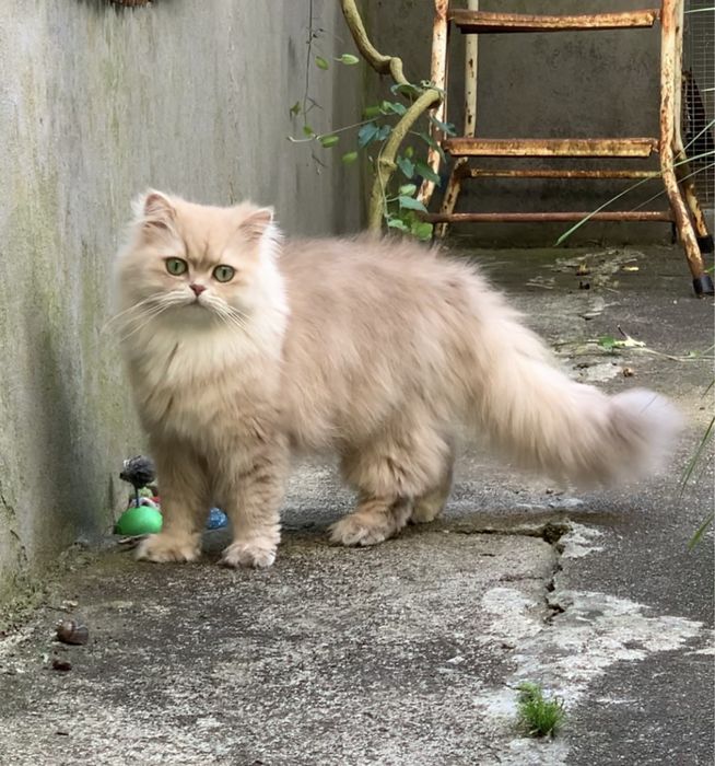Gato British Longhair Golden