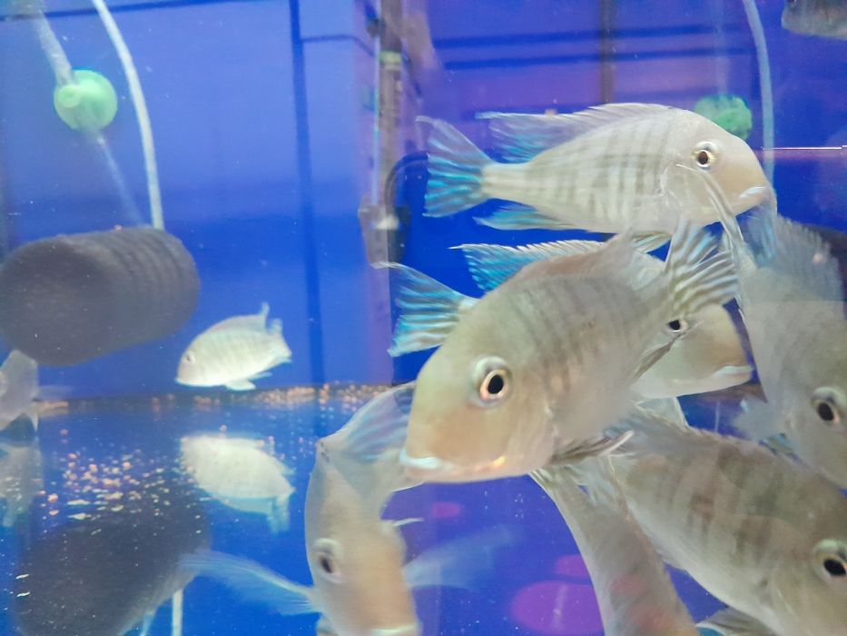 Ziemiojad red tapajos 15cm