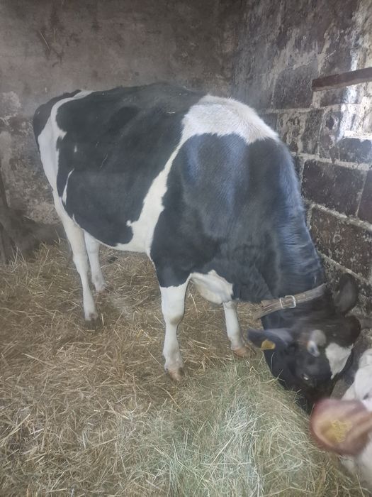 Jałówka mleczna HF cielna