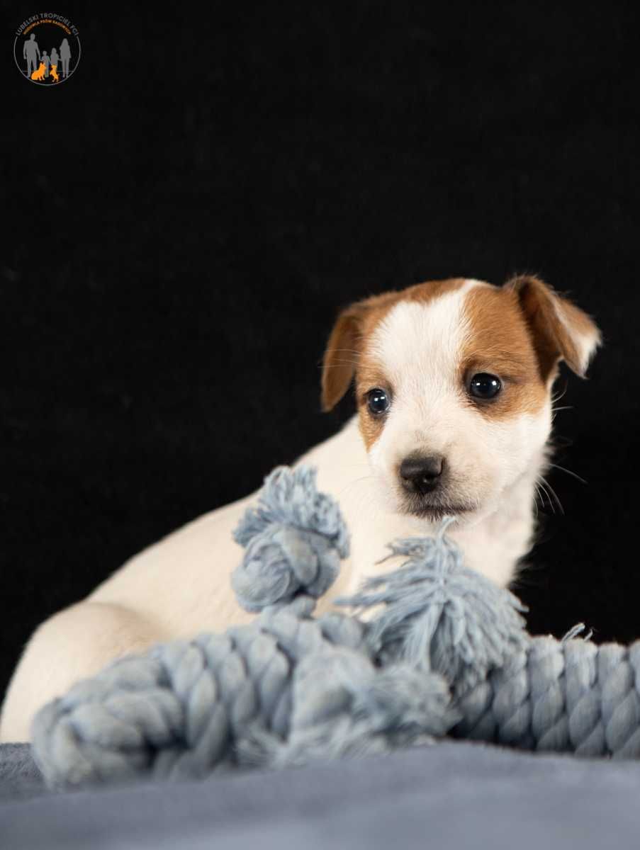 Jack Russell Terrier ZKwP FCI suczka - rezerwacja