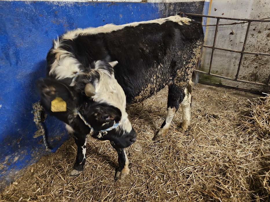 Sprzedam 5 byków 270 280 kg mieszańce