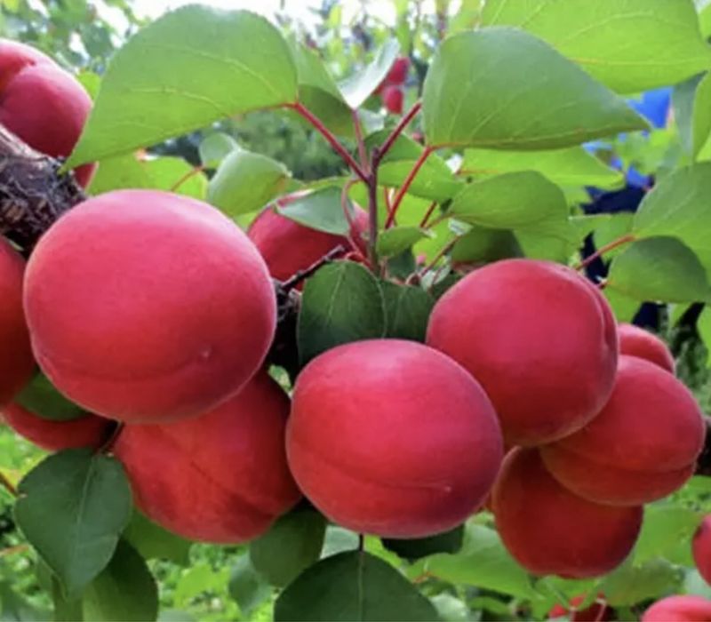 Саджанці персика та абрикосу / Саженцы плодовых / Опт