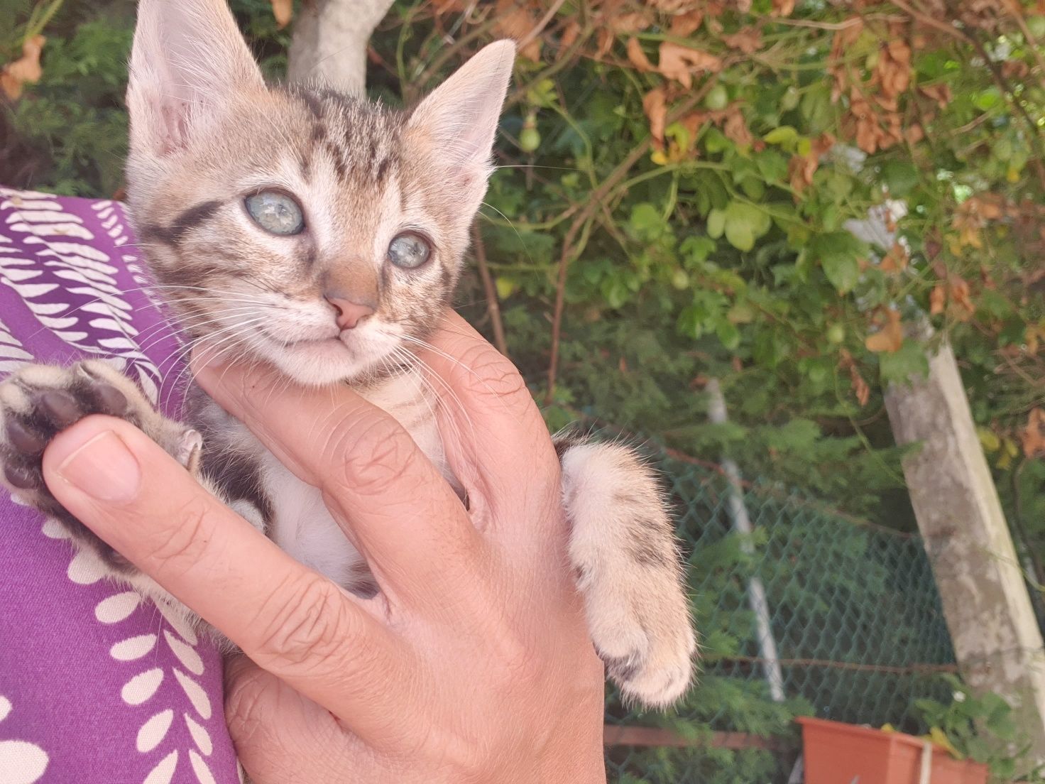 Dou gatinhos bebes