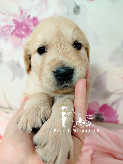 Golden Retriever ZKwP FCI