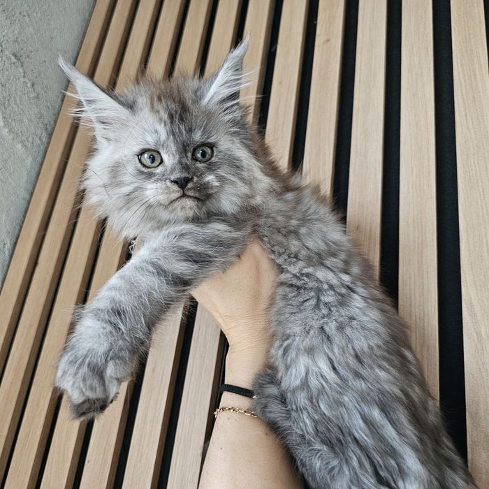 Koteczki Maine coon rodowód fpl