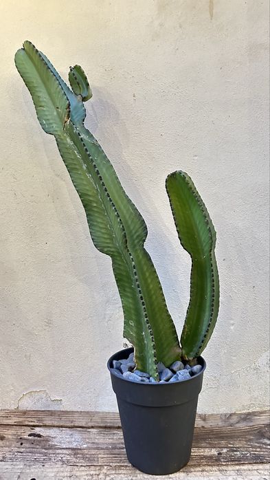 Cacto Euphorbia candelabrum- vários tamanhos