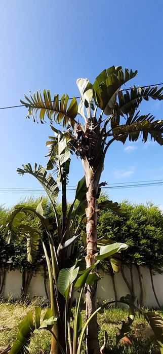 Sementes estrelicia gigante branca 2 un (Strelitzia Augusta)
