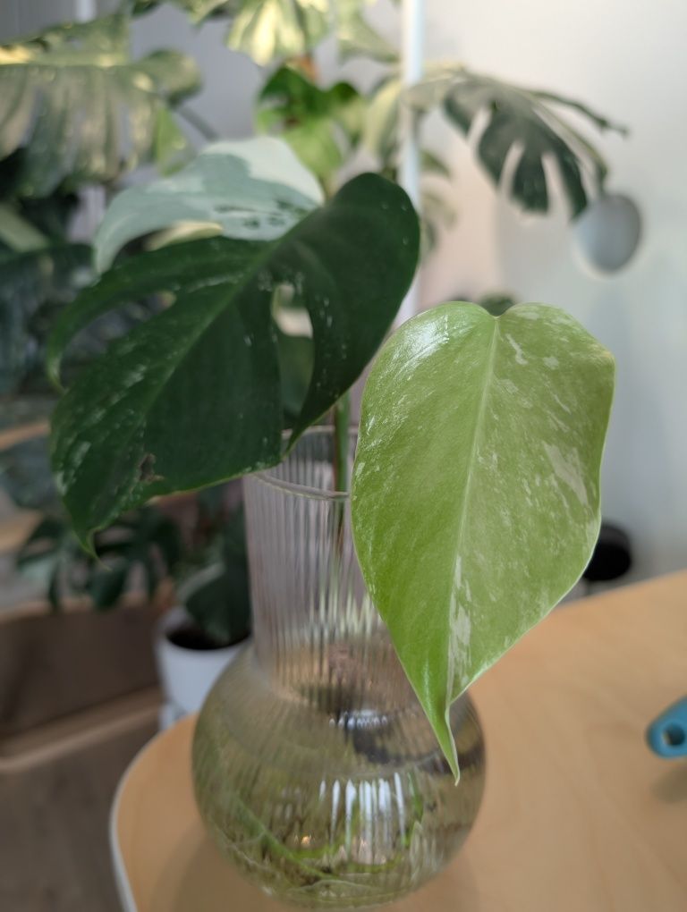 Monstera Alba Variegated