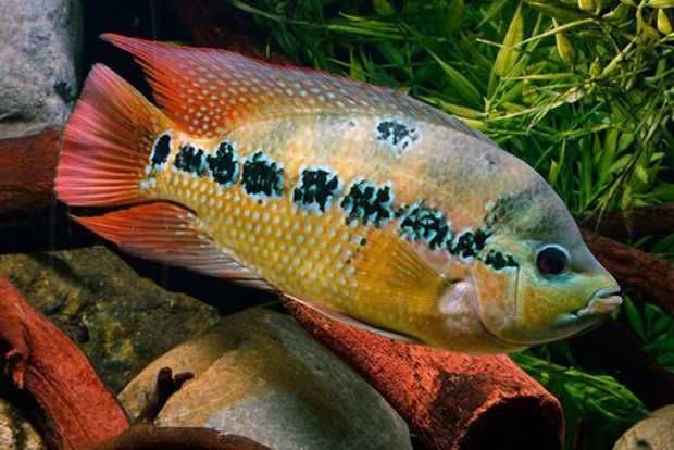 AMPHILOPHUS LYONSI pielęgnica sklep zoologiczny gruby kocur rzeszów