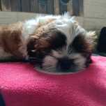 Szczeniaczek shih-tzu tricolor