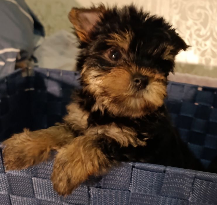 Мини щенки йоркширского терьера