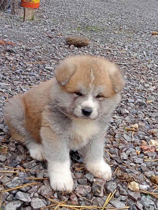 Piesek czerwony Akita Inu