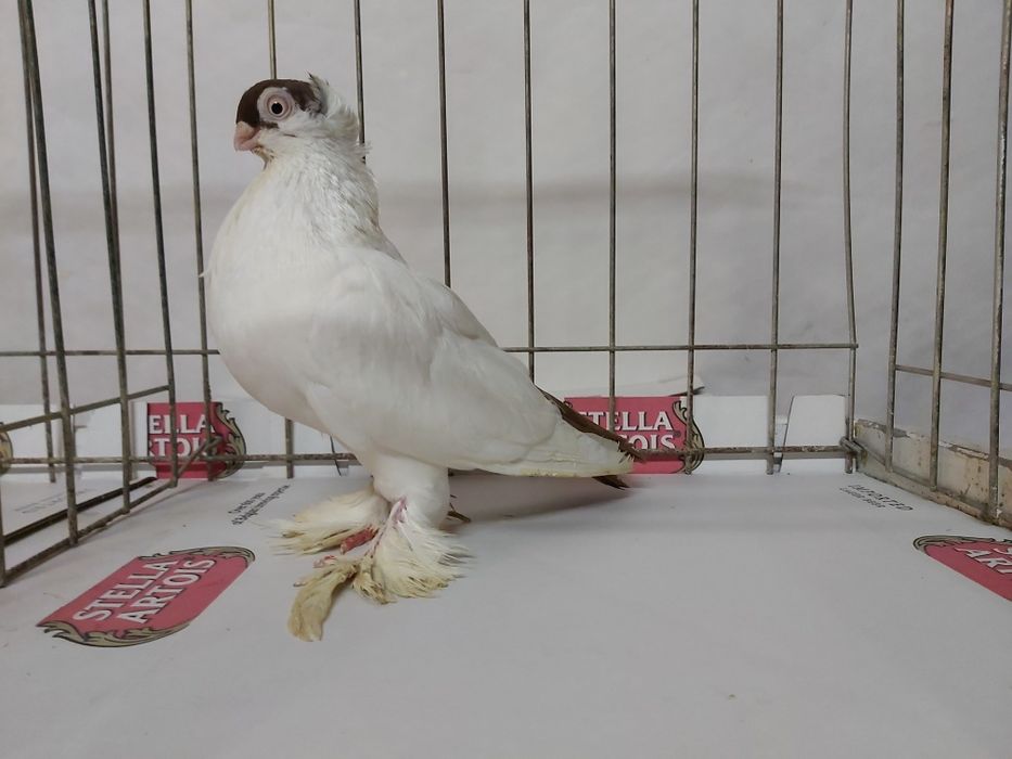 Gołębie Krymki Białostockie