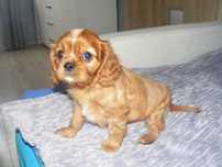 Śliczny piesek Cavalier Spaniel z Rodowodem
