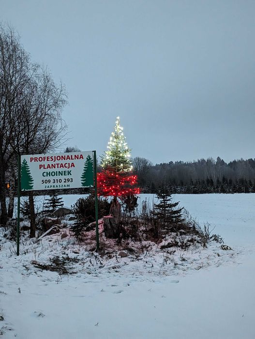 Choinki - Świerk Srebrny oraz Świerk Pospolity Formowany