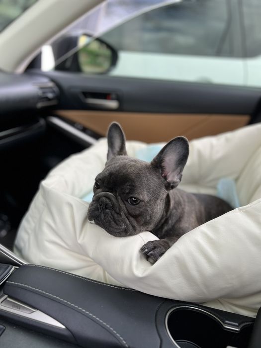 Автокрісла для собак