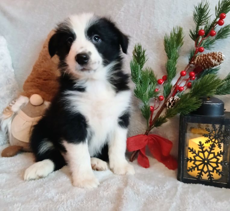Border collie szczenię