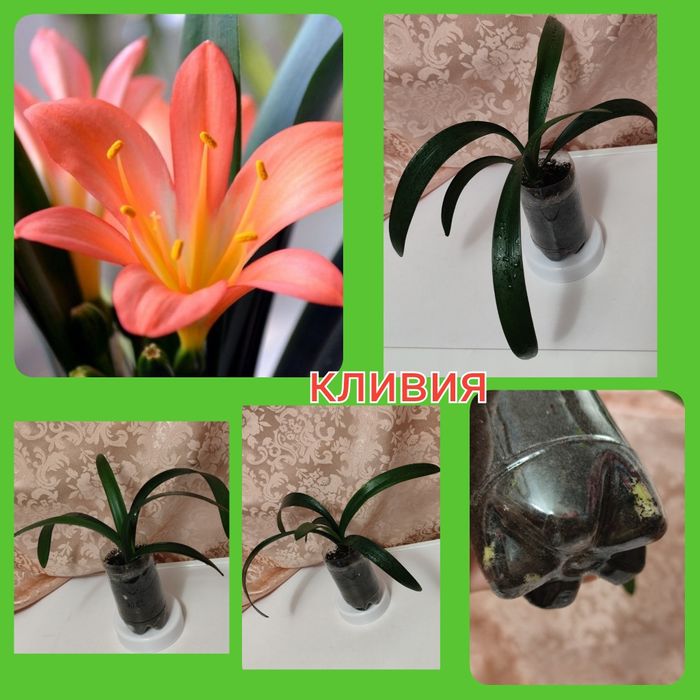 Тидеи 2 сорта; калла белая спатифиллум; кливия; молочай Миля глоксиния